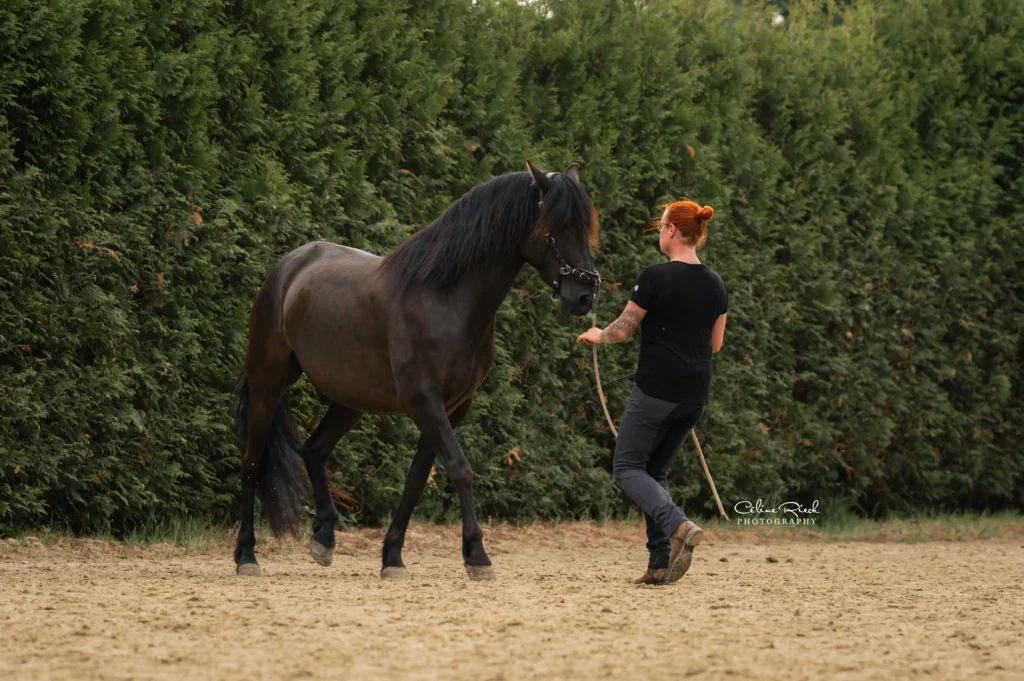 Frau mit roten Haaren führt dunkles Pferd am Seil in Sandplatz – Bodenarbeit Pferdetraining im Freien