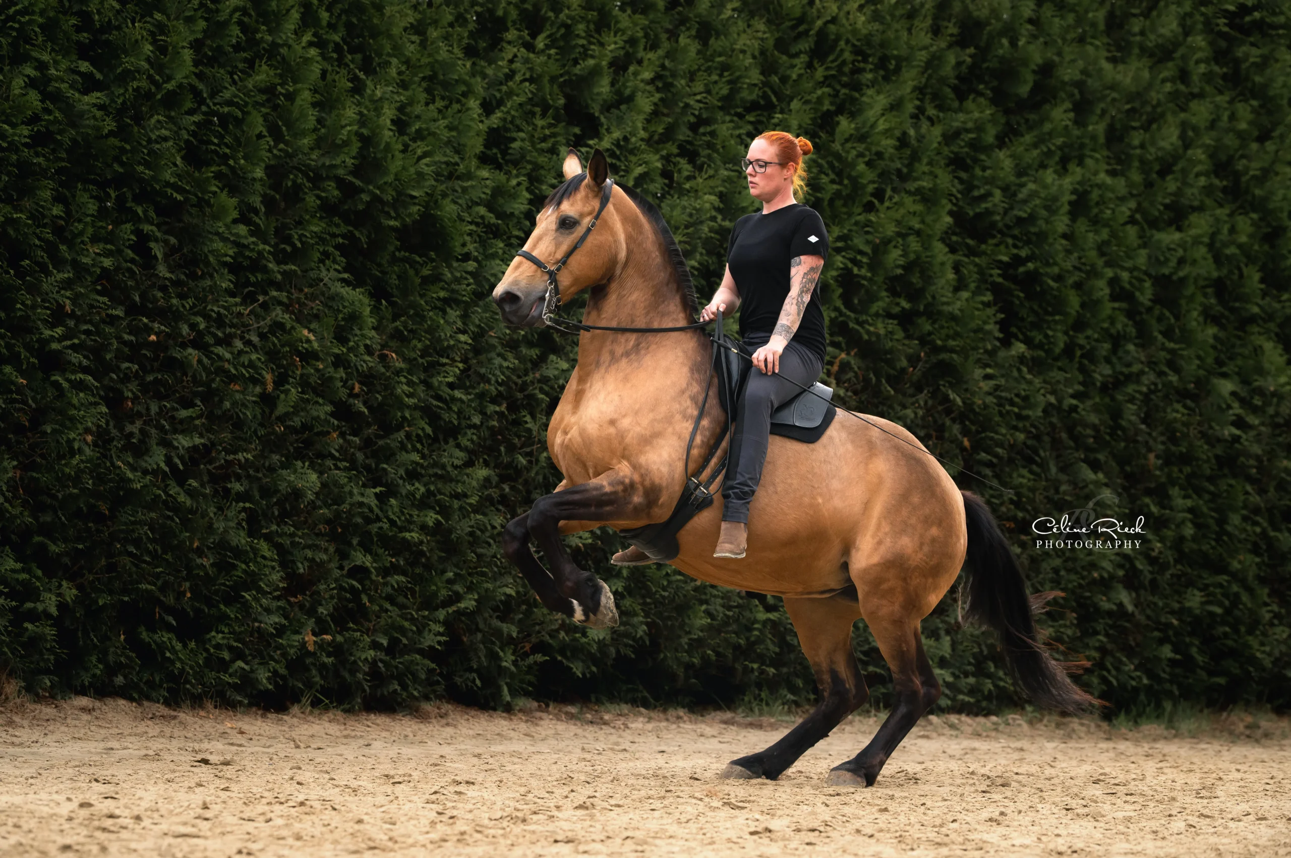 Reiterin auf buckskin Pferd bei Levade im Sandplatz – Celine Rieck Photography, klassische Dressur ohne Sattel