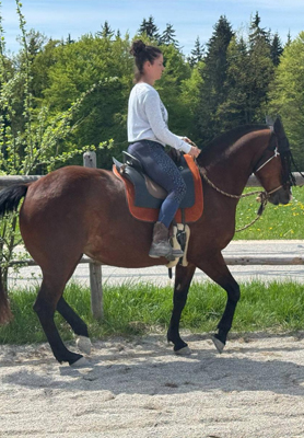 Reiterin auf braunem Pferd mit Sattel beim Ausritt auf einem Reitplatz im Sommer mit grüner Natur im Hintergrund